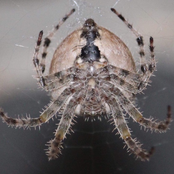 Meet your Posher, Luna - Picture 9 of 15